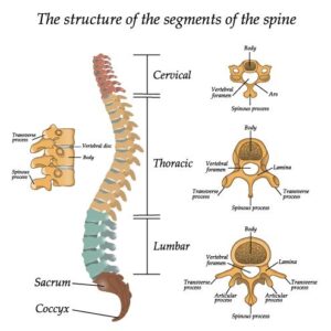 Anatomia da coluna vertebral
